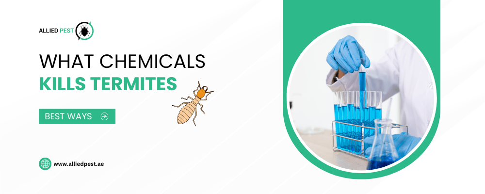 What Chemical Kills Termites Top Suggestions For Dubai UAE   What Chemical Kills Termites 